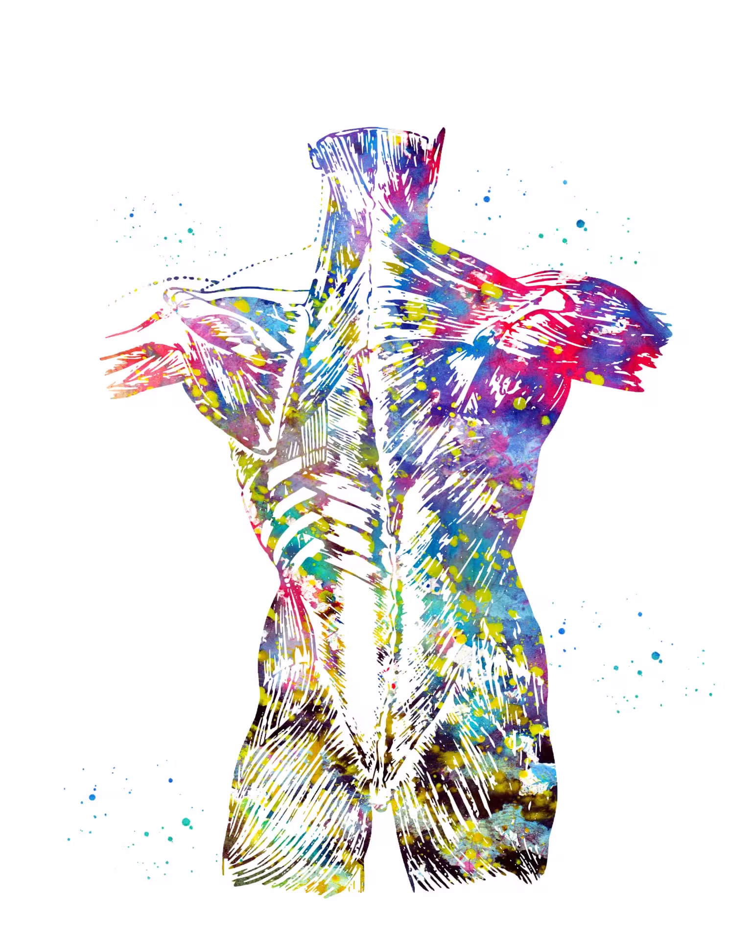 Aquarell-Illustration der Rückenmuskulatur in Blau, Türkis und Pink